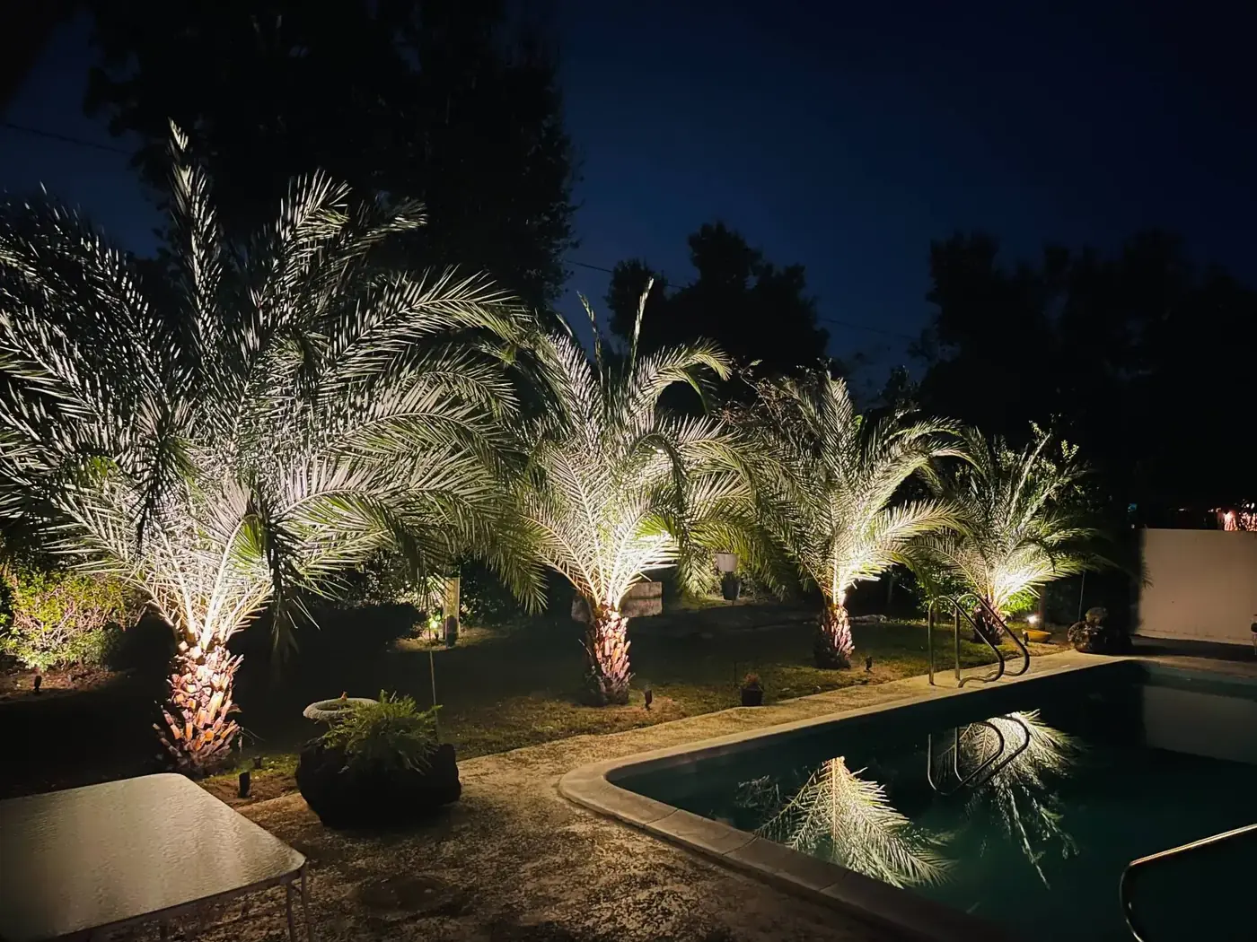Date palm uplighting by pool at night in Central Florida